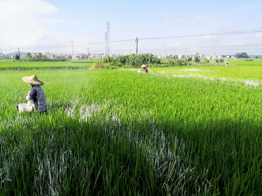 2020年廣東肇慶市封開縣耕地安全利用與嚴格管控技術服務項目